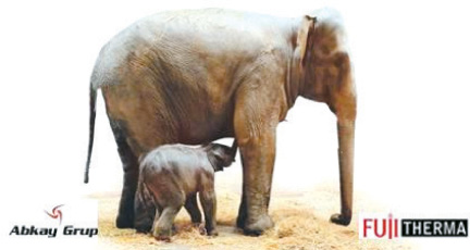 Abkay Grup, Türkiye’de Doğan İlk Fili Fujitherma ile Isıttı