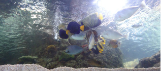 AKVARYUM