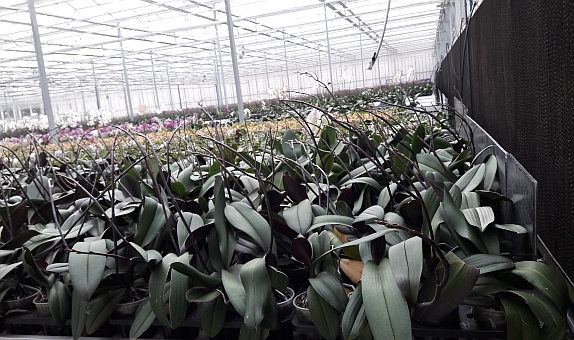 Çiçek Seralarında İklimlendirme Çiçek Seralarında İklimlendirme