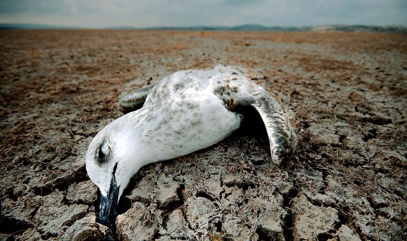 Alarko Carrier'ın Küresel İklim Değişikliği Fotoğraf Yarışması sonuçlandı Alarko Carrier'ın Küresel İklim Değişikliği Fotoğraf Yarışması sonuçlandı