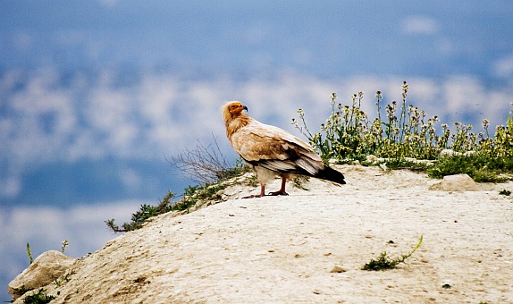 Vaillant'ın Desteklediği Küçük Akbabaları Koruma Projesi Hızla Devam Ediyor